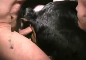 Dude rams his cock deep inside dog's pussy