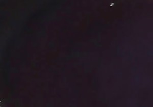 Sweet doggy is getting sucked by a brunette