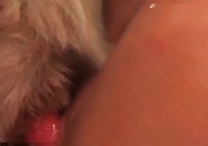 Sweet doggy is getting sucked by a brunette
