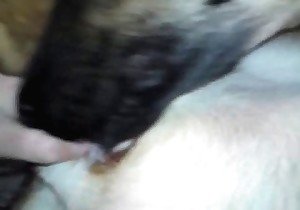 Puppy adores anal games in the bestiality style