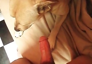 Sweet bestial sex in the close-up shot