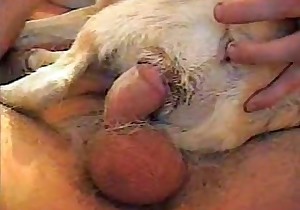 Miniature doggy is enjoying hardcore banging