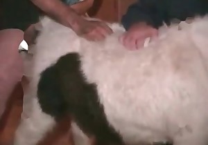 Horse is getting in the bestiality