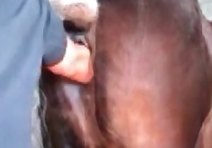 Horse in the crazy as hell bestiality
