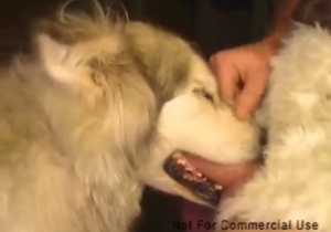 Dude shows no mercy for this dog's throat