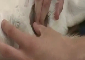 Dominant zoophile performance from Husky fucker