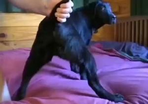 Intense anal zoophile porn with toy play