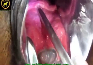 Horse pussy is about to be explored in great detail