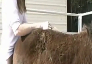 Brown beast with a tight hole fucks a hairy dude