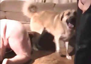 Sexy small doggies enjoying bestiality