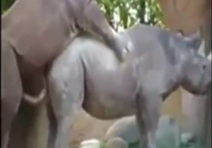 Great zoo sex with a dog fucking a sexy pig