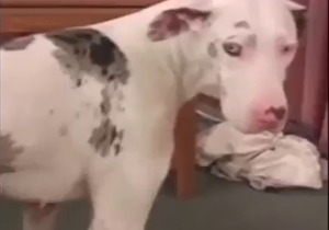 Way different kind of savage bestiality sex