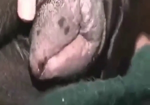 Mutt with a sensitive pussy fucked by a guy