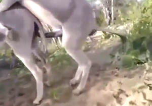 Donkey outdoor fuck scene with real orgasms