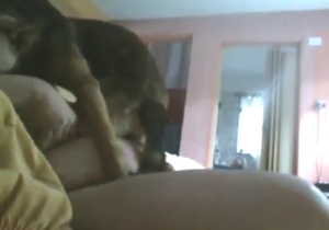 Tiny dog wants to fuck this whore big time