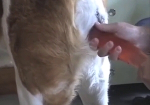 Dude is going to dildo a Saint Bernard with a toy