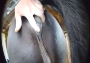 Rubbing horse pussy to make the animal hornier