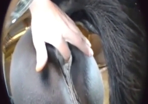 Rubbing horse pussy to make the animal hornier