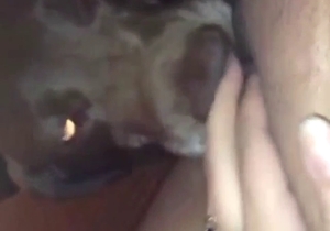 Lick scene showing a grey dog that looks sexy