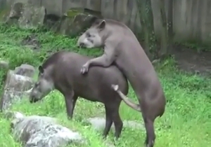 Tapir fucks another tapir with its long cock