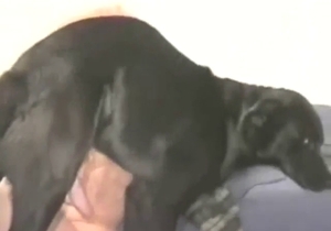 Good-looking lady is going to take dog's dick