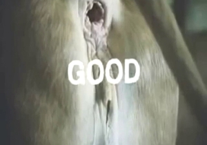 Zoo XXX focusing on that cow's shitter and shit