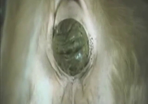 Zoo XXX focusing on that cow's shitter and shit