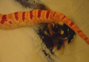 A different look at spicy snake XXX in zoo porn