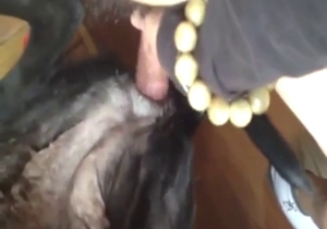 Labrador featured in bestiality porn with a twist