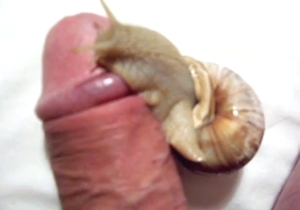 Snail featured in a zoophile porn vid with licking
