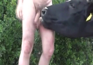 Cow featured in a zoophile porn vid with fellatio
