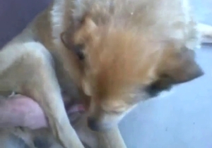 Dog's cock is getting jerked by a savage zoophile