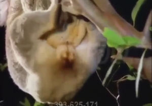 Koala zoophile porn with hot animals fucking