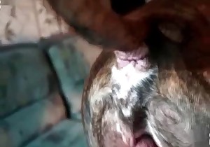 Doggy and wife in the amateur bestiality