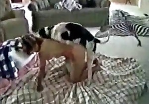 Married couple in the nasty bestiality action